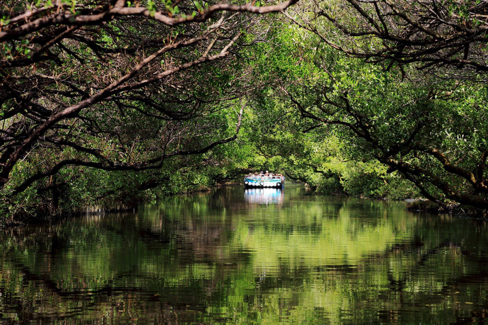Ａ四草綠色隧道