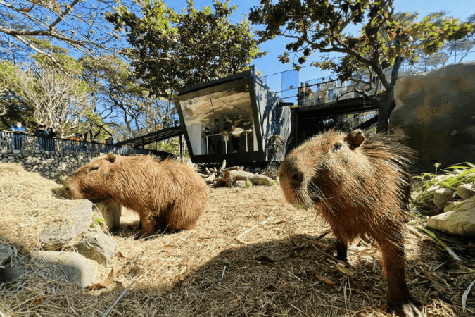 Ｂ壽山動物園 0